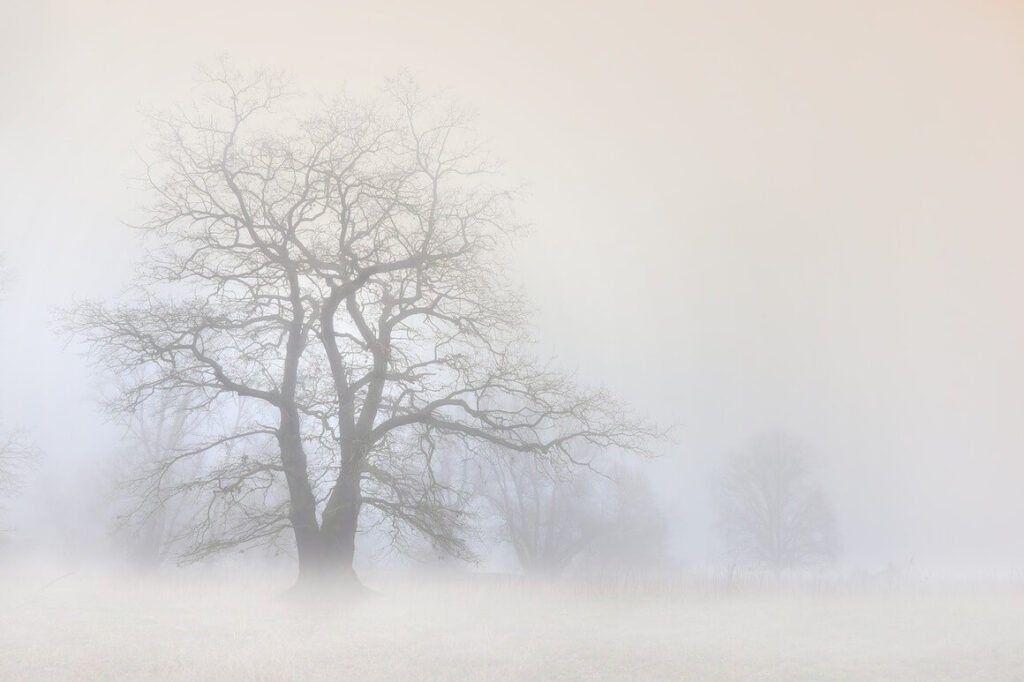 a tree in the middle of fog