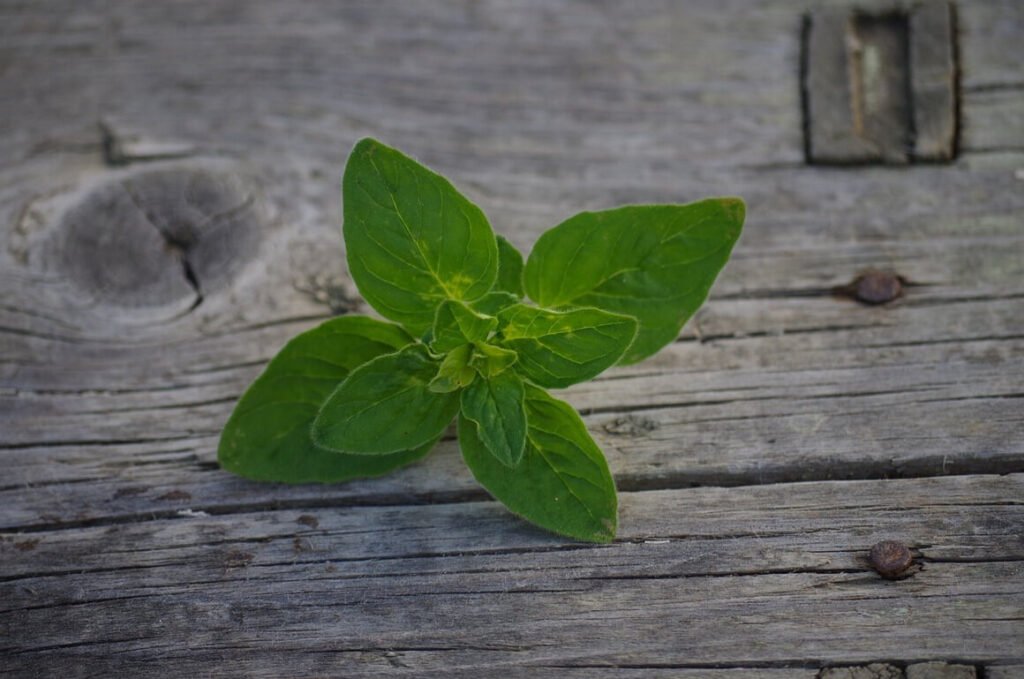 Close-up of an oregano leave