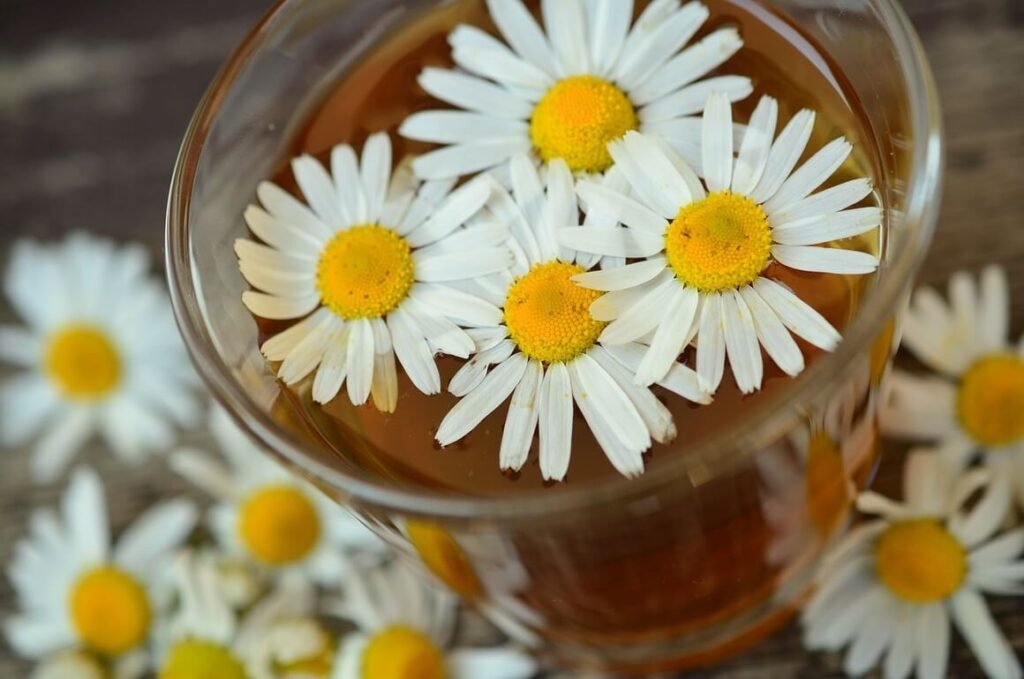 German chamomile flowers on and around a tea cup.