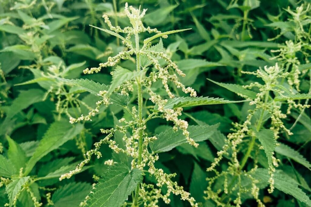 closeup look to stinging nettle leaves