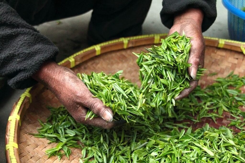  Close-up of hands holding fresh tea tree leaves, with more leaves spread out on a woven bamboo tray.